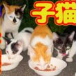 【子猫 母猫 保護】明日大雨予報 交通量も多く危険  子猫逃げ苦戦…捕まえれるか？