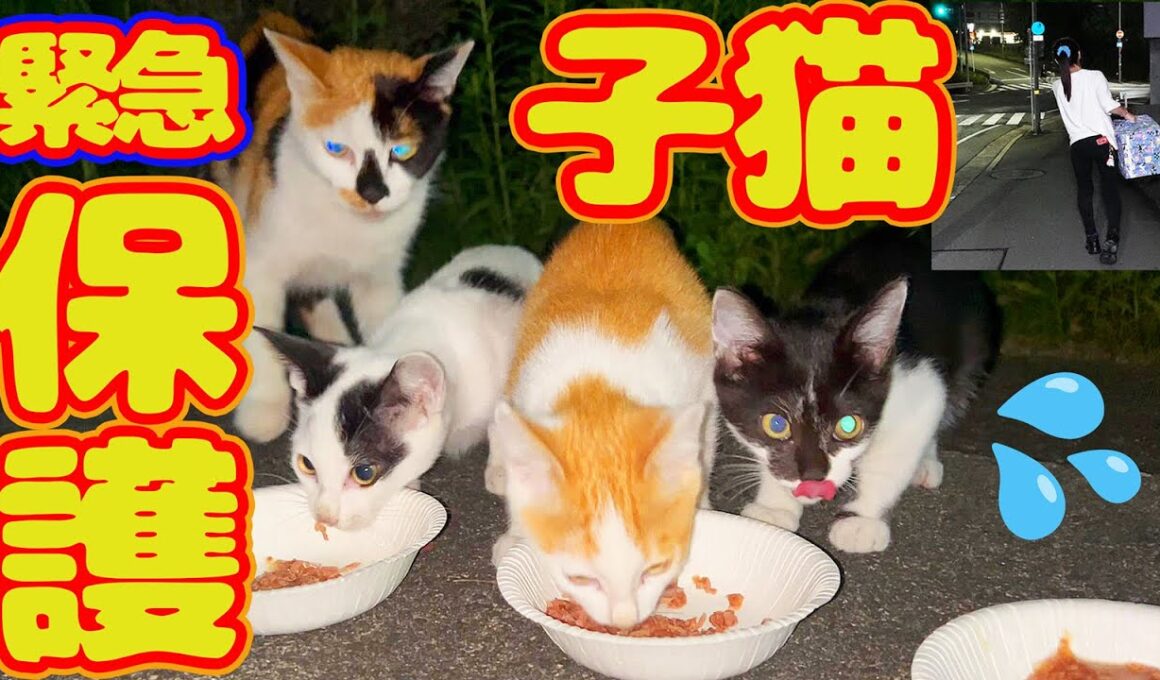 【子猫 母猫 保護】明日大雨予報 交通量も多く危険  子猫逃げ苦戦…捕まえれるか？
