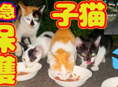 【子猫 母猫 保護】明日大雨予報 交通量も多く危険  子猫逃げ苦戦…捕まえれるか？
