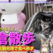 『猫の兄妹と行く☆鎌倉散歩』人気観光地で猫たちが食べ歩き🍡雪ノ下ガーデン & Plusouple 鎌倉本店