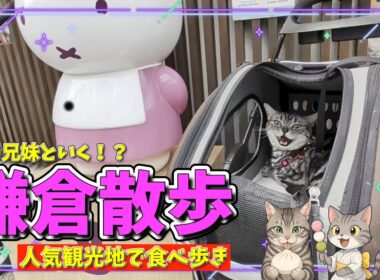 『猫の兄妹と行く☆鎌倉散歩』人気観光地で猫たちが食べ歩き🍡雪ノ下ガーデン & Plusouple 鎌倉本店