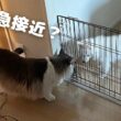 先住猫と子犬の距離が少し縮まった…？【メインクーン】【日本スピッツ】