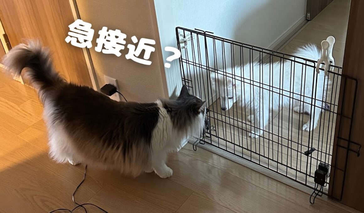 先住猫と子犬の距離が少し縮まった…？【メインクーン】【日本スピッツ】