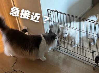 先住猫と子犬の距離が少し縮まった…？【メインクーン】【日本スピッツ】