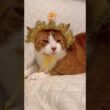 10回クイズを出されても動揺しないスノーシュー猫 #shorts #猫のいる暮らし #ラバーガールショートコント