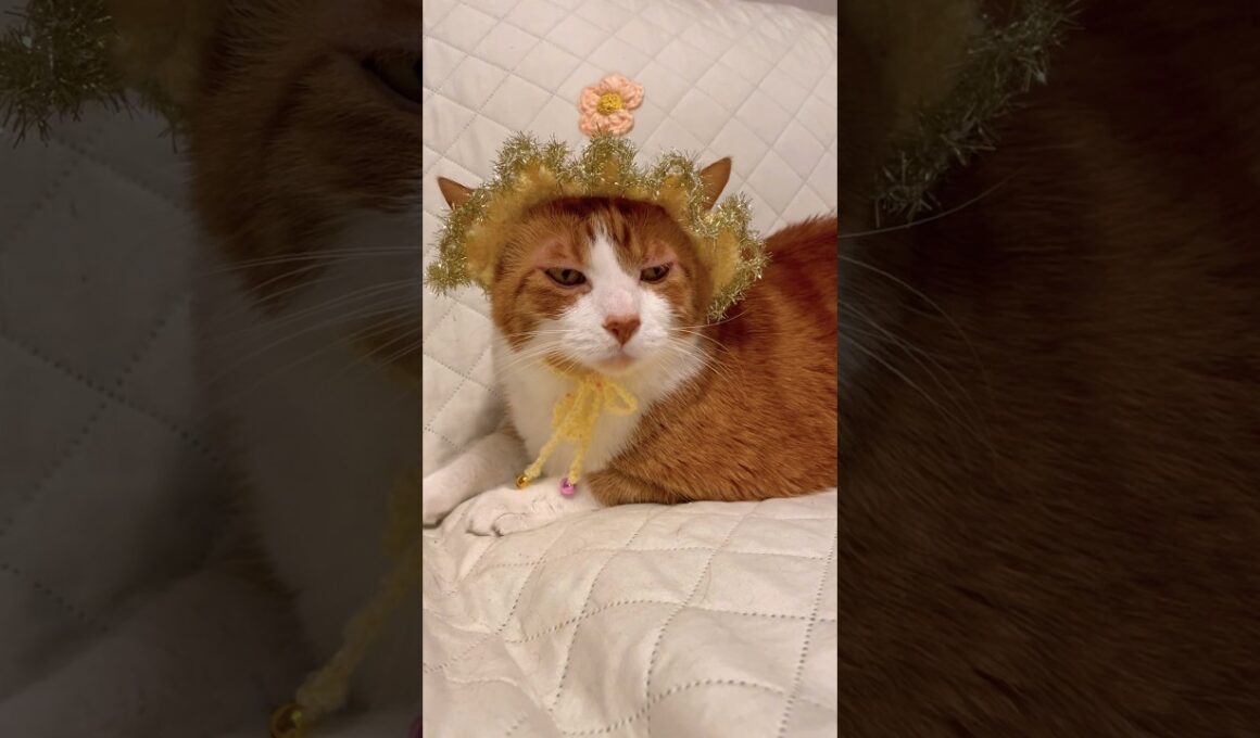10回クイズを出されても動揺しないスノーシュー猫 #shorts #猫のいる暮らし #ラバーガールショートコント