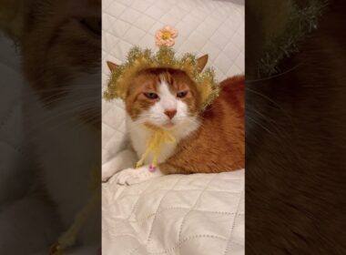 10回クイズを出されても動揺しないスノーシュー猫 #shorts #猫のいる暮らし #ラバーガールショートコント