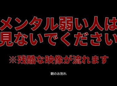 メンタルが弱い人は見ないでください