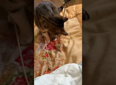 布団で包んだシャムの雫、目薬しようとしたら、キジシロのルルが、ネコジャラシしろ！と、アピール