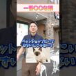 【猫プロが選ぶ！】独断と偏見で選んだ一番〇〇な猫