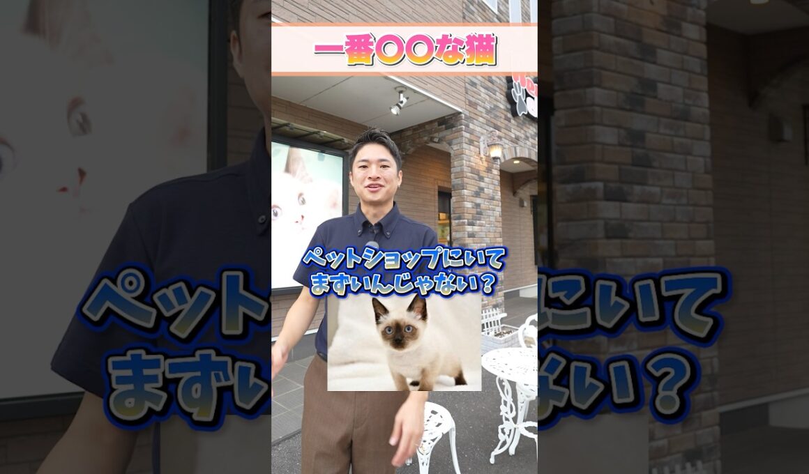 【猫プロが選ぶ！】独断と偏見で選んだ一番〇〇な猫
