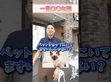 【猫プロが選ぶ！】独断と偏見で選んだ一番〇〇な猫