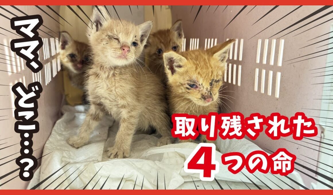 ママを探して鳴き続けた4匹の子猫たち…