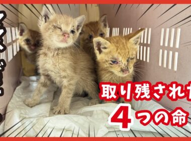 ママを探して鳴き続けた４匹の子猫たち…