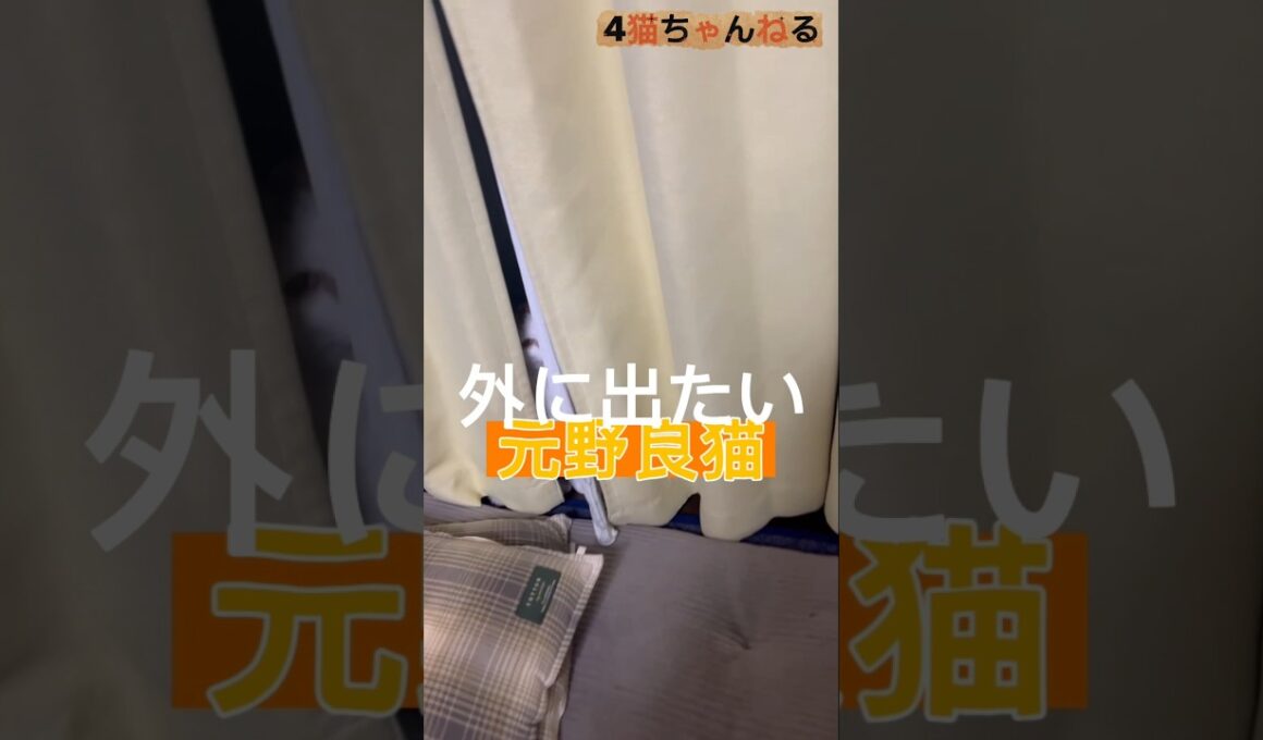 【外に出たい元野良猫】#ねこ #多頭飼い #保護猫 #元野良猫 #shorts