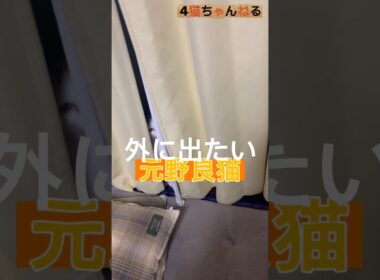 【外に出たい元野良猫】#ねこ #多頭飼い #保護猫 #元野良猫 #shorts