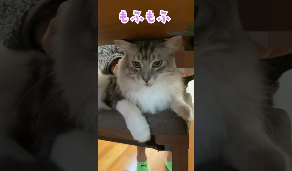 朝、鳴きながら少年を見送る大型猫。行ってくるねのご挨拶 #shorts