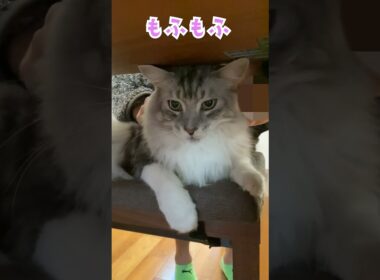 朝、鳴きながら少年を見送る大型猫。行ってくるねのご挨拶 #shorts