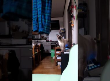 またどこかに電話してしまいそうな😂シャム猫☆マロンちゃん #cat #catshorts #シャム猫 #しゃむねこ