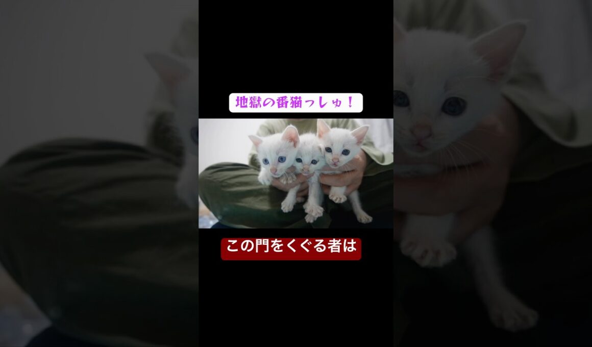 地獄の門番登場！子猫ケルベロス！ #cat  #猫  #ねこ  #保護猫 #cute #猫のいる暮らし #子猫 #shorts  #こねこ