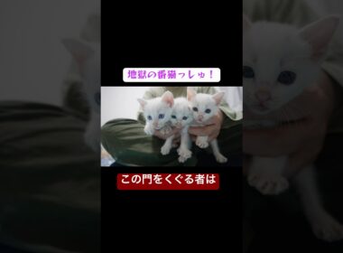 地獄の門番登場！子猫ケルベロス！ #cat  #猫  #ねこ  #保護猫 #cute #猫のいる暮らし #子猫 #shorts  #こねこ