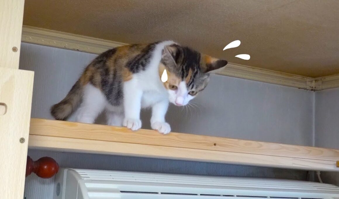 キャットウォークに登ったが降り方に困っちゃう子猫