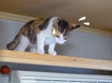 キャットウォークに登ったが降り方に困っちゃう子猫