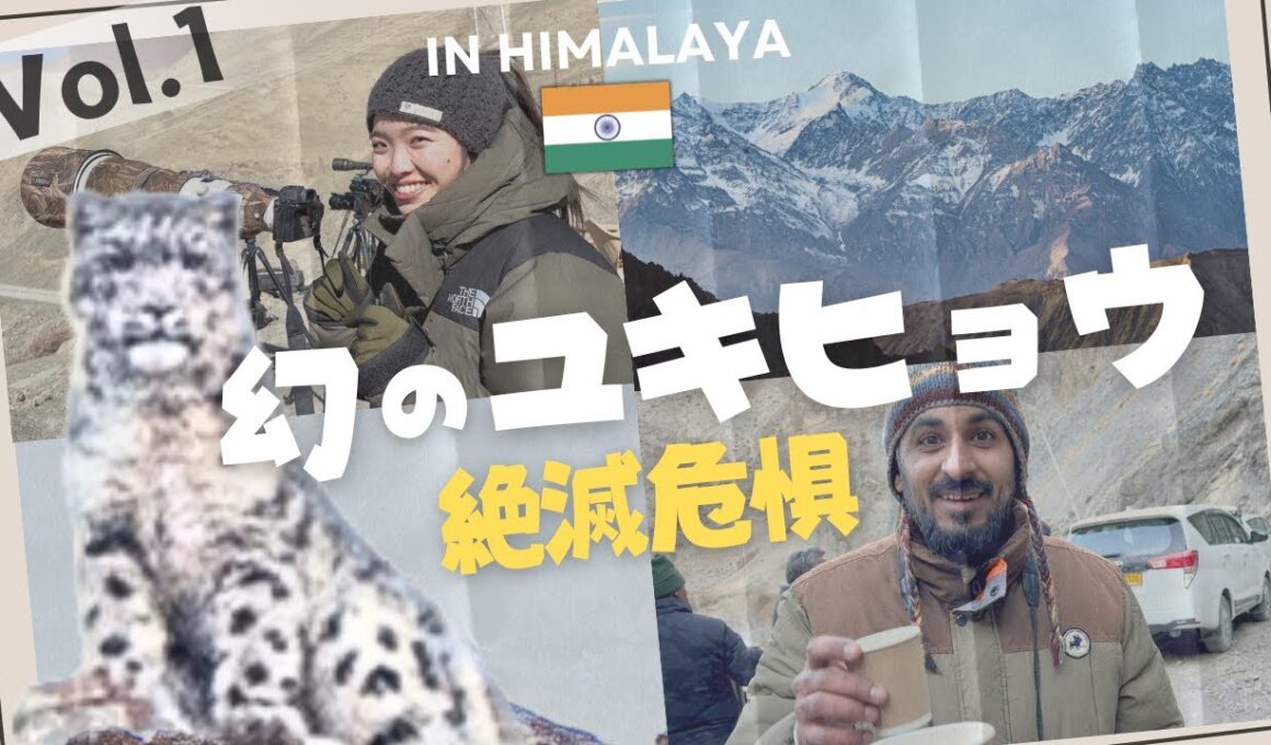ヒマラヤでユキヒョウを探すインド・サファリツアー！極寒の標高4500mで大捜索！Vol.1