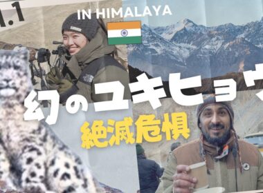ヒマラヤでユキヒョウを探すインド・サファリツアー！極寒の標高4500mで大捜索！Vol.1