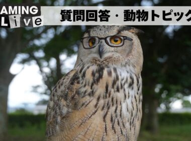 【匿名質問枠】毎週金曜日の回答・動物トピック/10月24日
