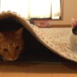 大好きな子猫のために「いないいないばあ！」で遊んであげる先住猫