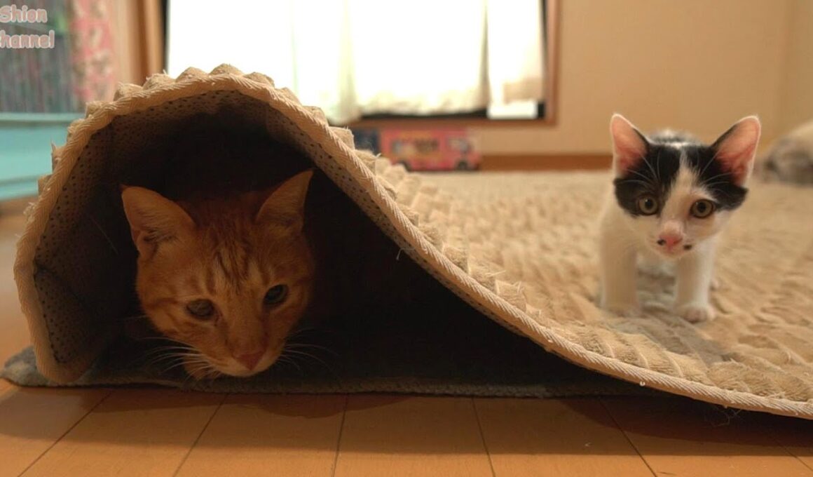 大好きな子猫のために「いないいないばあ!」で遊んであげる先住猫