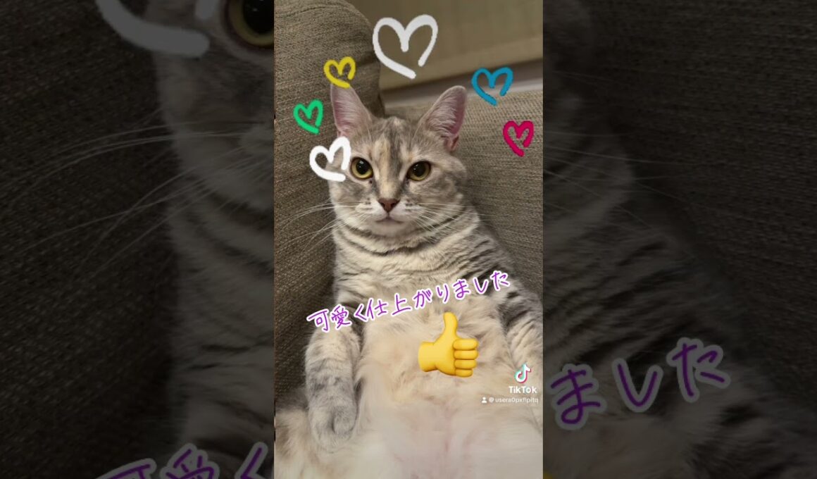 #japanesecat #猫のいる暮らし #日本の猫にゃん #cutecats #ねこ  【うちの猫ちゃんシリーズ】可愛く変身できたので観てくださいね⭐️