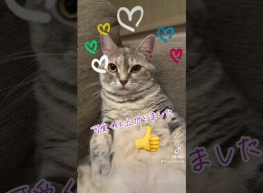 #japanesecat #猫のいる暮らし #日本の猫にゃん #cutecats #ねこ  【うちの猫ちゃんシリーズ】可愛く変身できたので観てくださいね⭐️