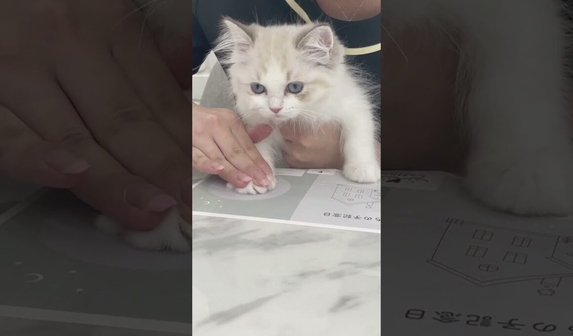 【ととねこvlog.6】ミコをお迎えした日の思い出 #vlog #ととねこ #ラグドール #猫 #整う暮らし #猫のいる暮らし #癒し #cattleya