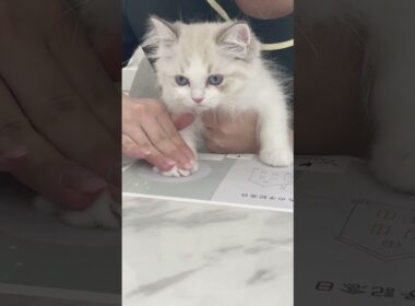 【ととねこvlog.6】ミコをお迎えした日の思い出 #vlog #ととねこ #ラグドール #猫 #整う暮らし #猫のいる暮らし #癒し #cattleya