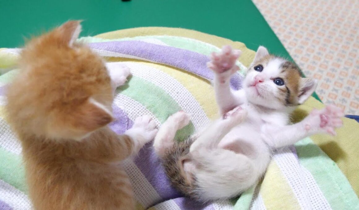 謎のダンスをする弟子猫を呆然と見つめる姉子猫にほっこりしました【赤ちゃん猫 保護猫】