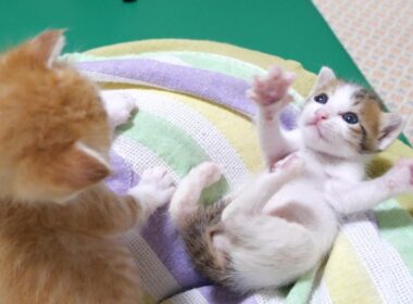 謎のダンスをする弟子猫を呆然と見つめる姉子猫にほっこりしました【赤ちゃん猫　保護猫】