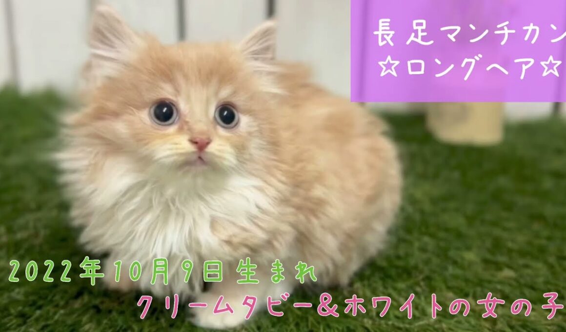 【ナナハチ’s ROOM】長足マンチカン☆ロングヘア　クリームタビー＆ホワイトの女の子　20221214