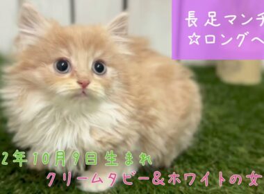 【ナナハチ’s ROOM】長足マンチカン☆ロングヘア　クリームタビー＆ホワイトの女の子　20221214