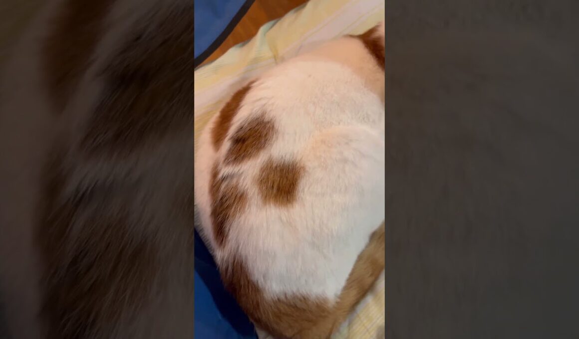 めっちゃ可愛い猫がいる！！#cat #日本猫 #保護猫と暮らす