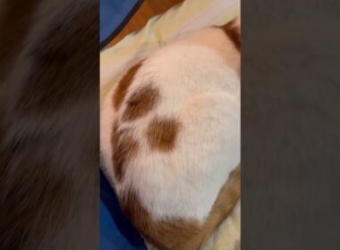 めっちゃ可愛い猫がいる！！#cat #日本猫 #保護猫と暮らす