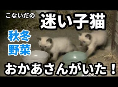 迷い子猫おかあさんがいた！秋冬野菜畑