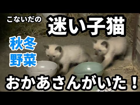 迷い子猫おかあさんがいた！秋冬野菜畑