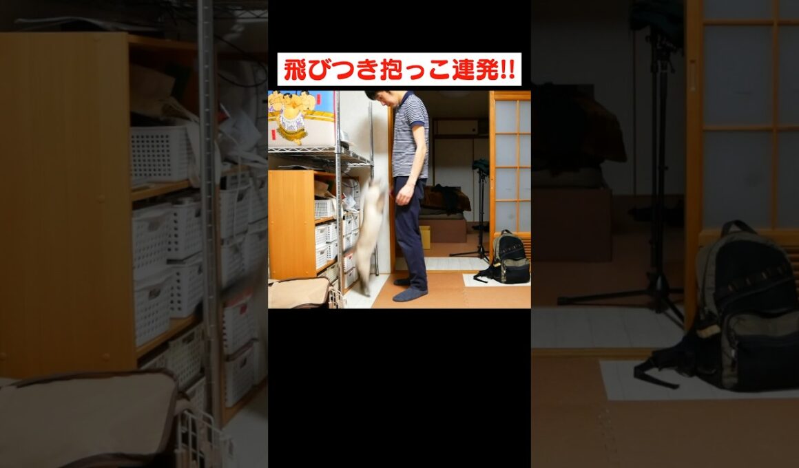 猫がいると何も作業が出来ない理由