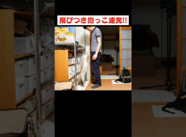 猫がいると何も作業が出来ない理由