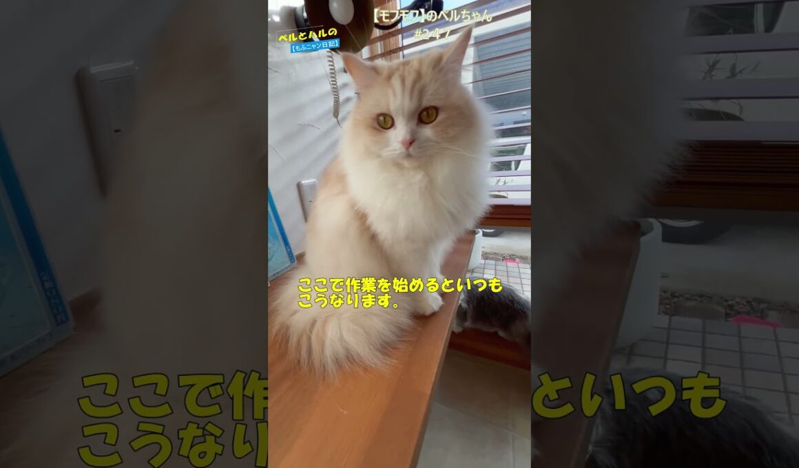 【モフモフ】のペルちゃん#2４7#長毛猫 #ねこ#子セルカークレックス＃机