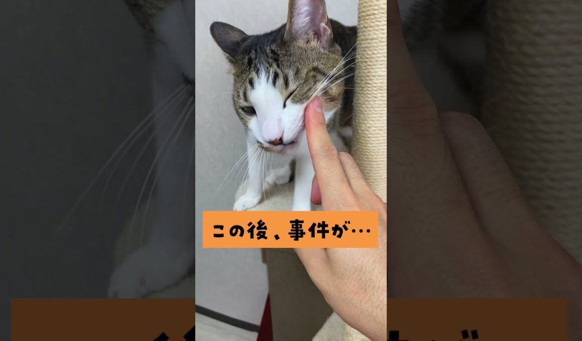 【予想外の結末】20秒後、事件が…