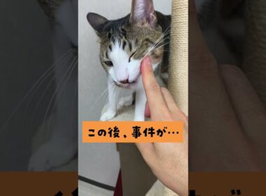 【予想外の結末】20秒後、事件が…