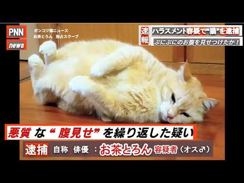 【猫ニュース】ネコハラで猫を逮捕！腹見せハラスメント容疑！ぷにぷにのお腹を見せつけたか